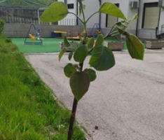 Guardia Sanframondi, il Circolo Viticoltori pianta alberi, in sicurezza!