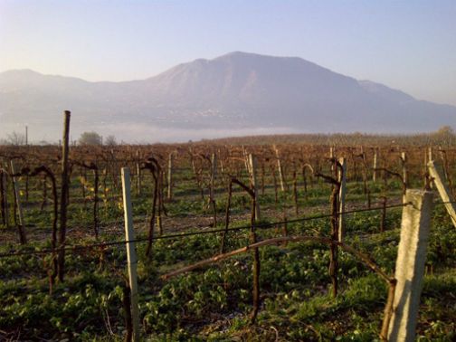 Associazione Produttori Aglianico del Taburno verso scelte di qualità e promozione