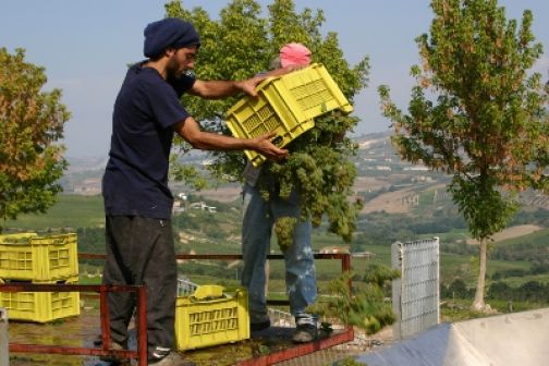 Vendemmia, controlli a tappeto della Forestale