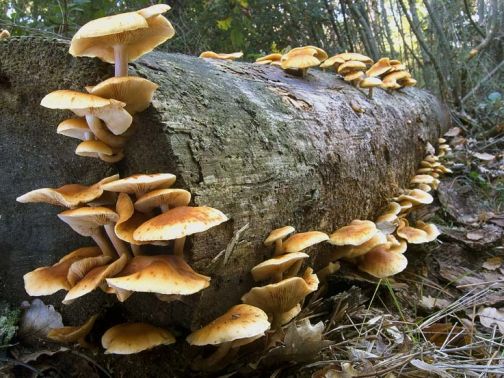 Alla Regione la tariffa per la raccolta funghi