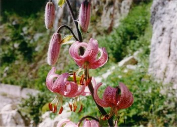 Giglio martagone (foto di Costantino Tedeschi)