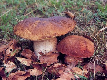 Funghi