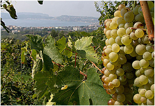 falanghina1