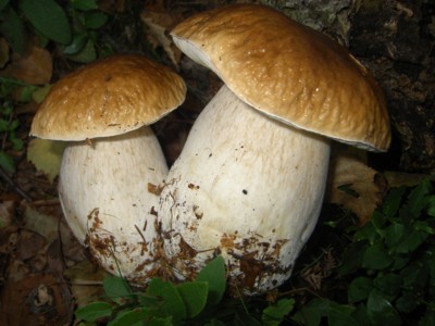 funghi