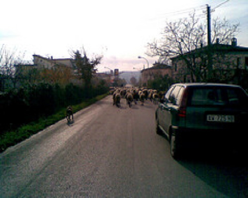 contrada ponte masi