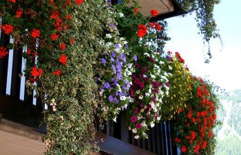 balcone-in-fiore