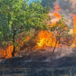 provincia-incendi-boschivi-3-1024x768